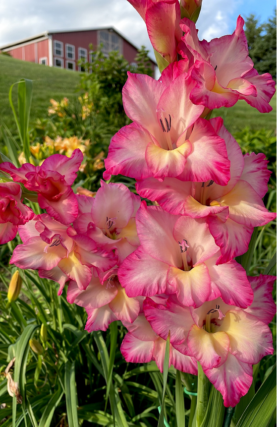 Gladiolus with barn venue in background